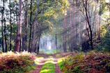 A winding forest path bathed in gentle morning light with rays filtering through tall trees.