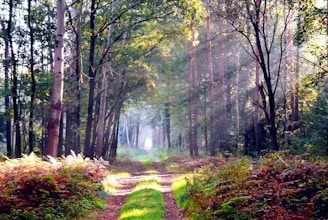 A serene sunlit forest path winding through tall trees during golden hour.