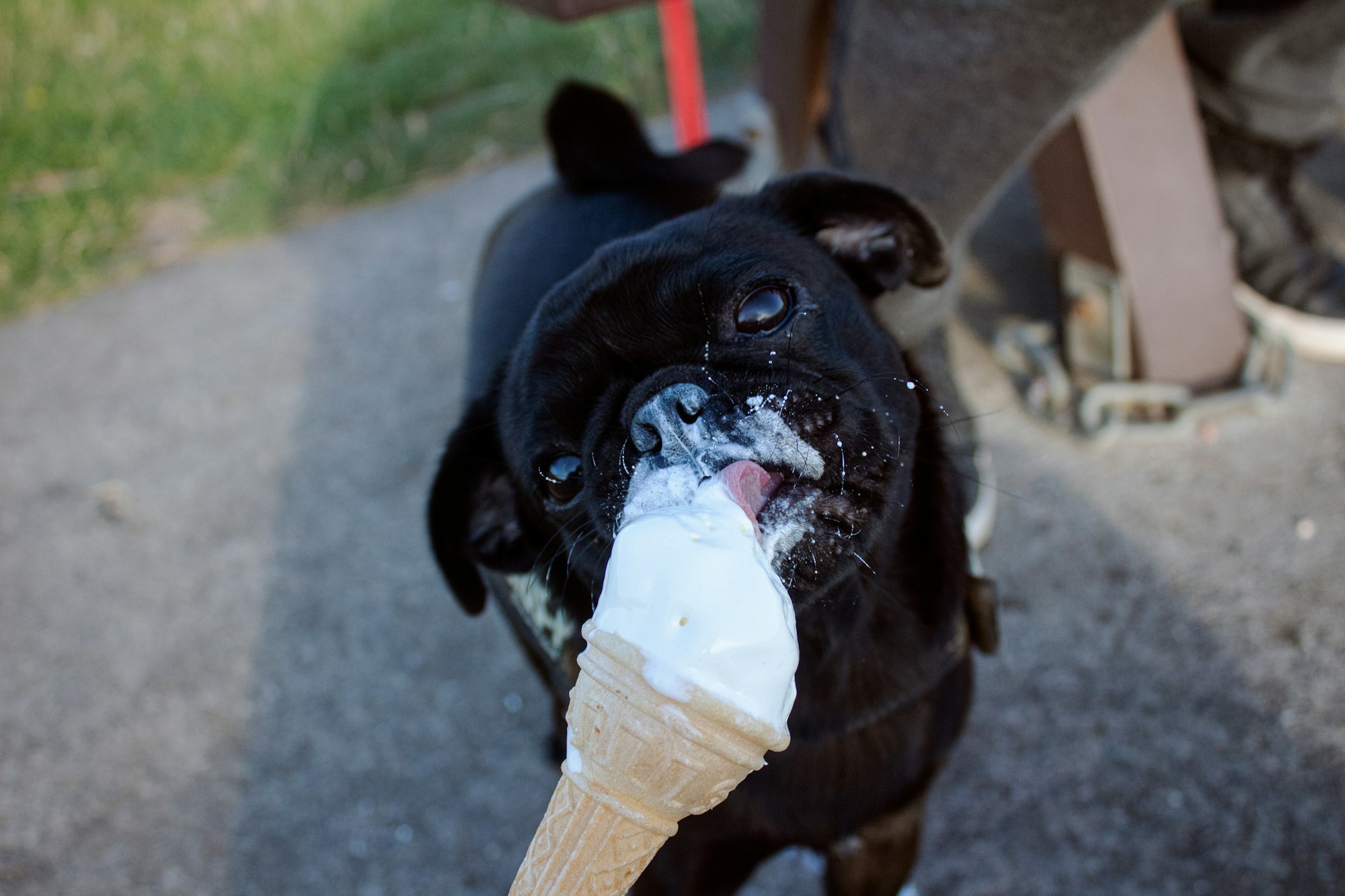 Black Pug enjoying icecream