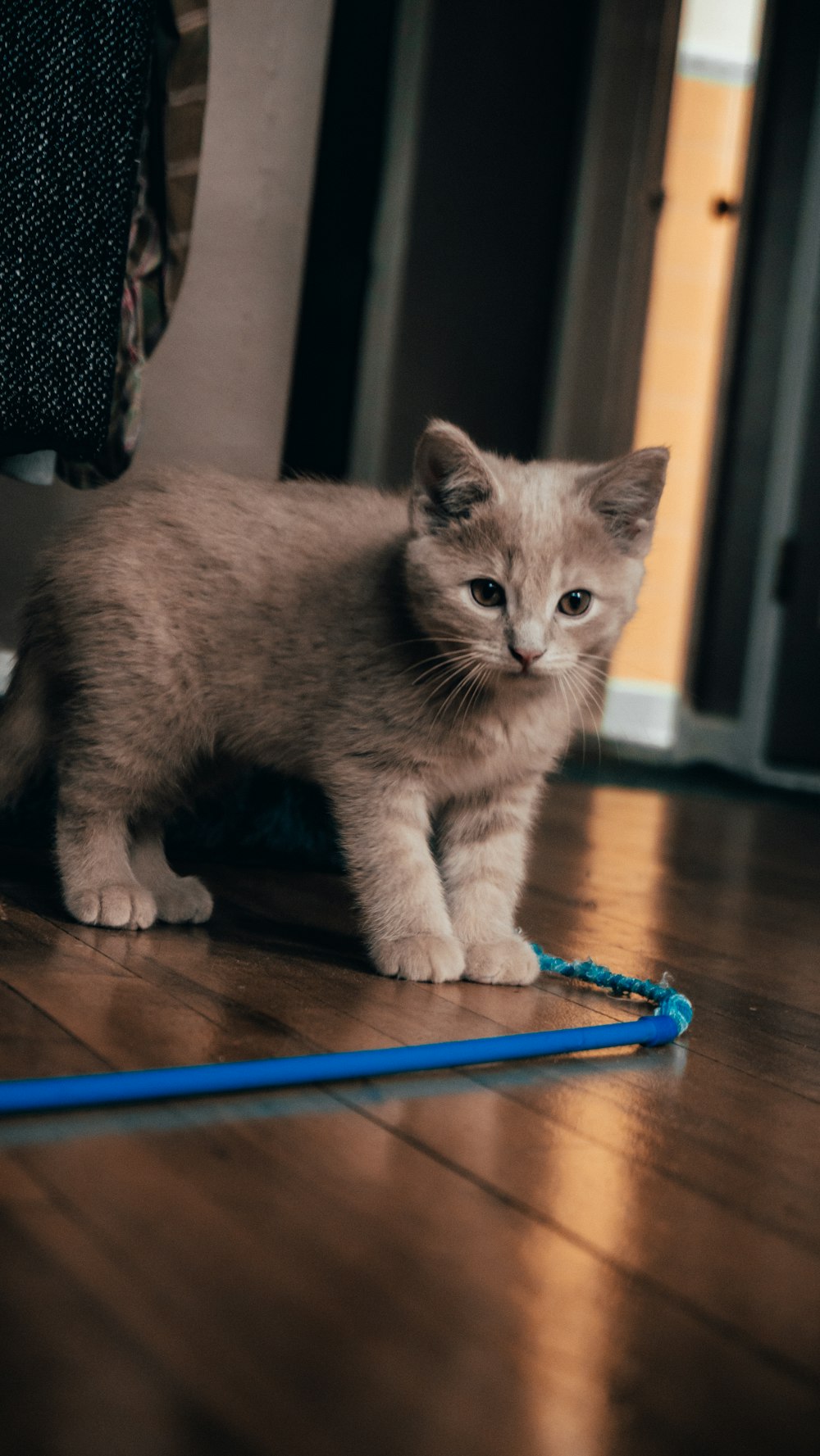 gato marrón sobre mesa de madera azul y negra