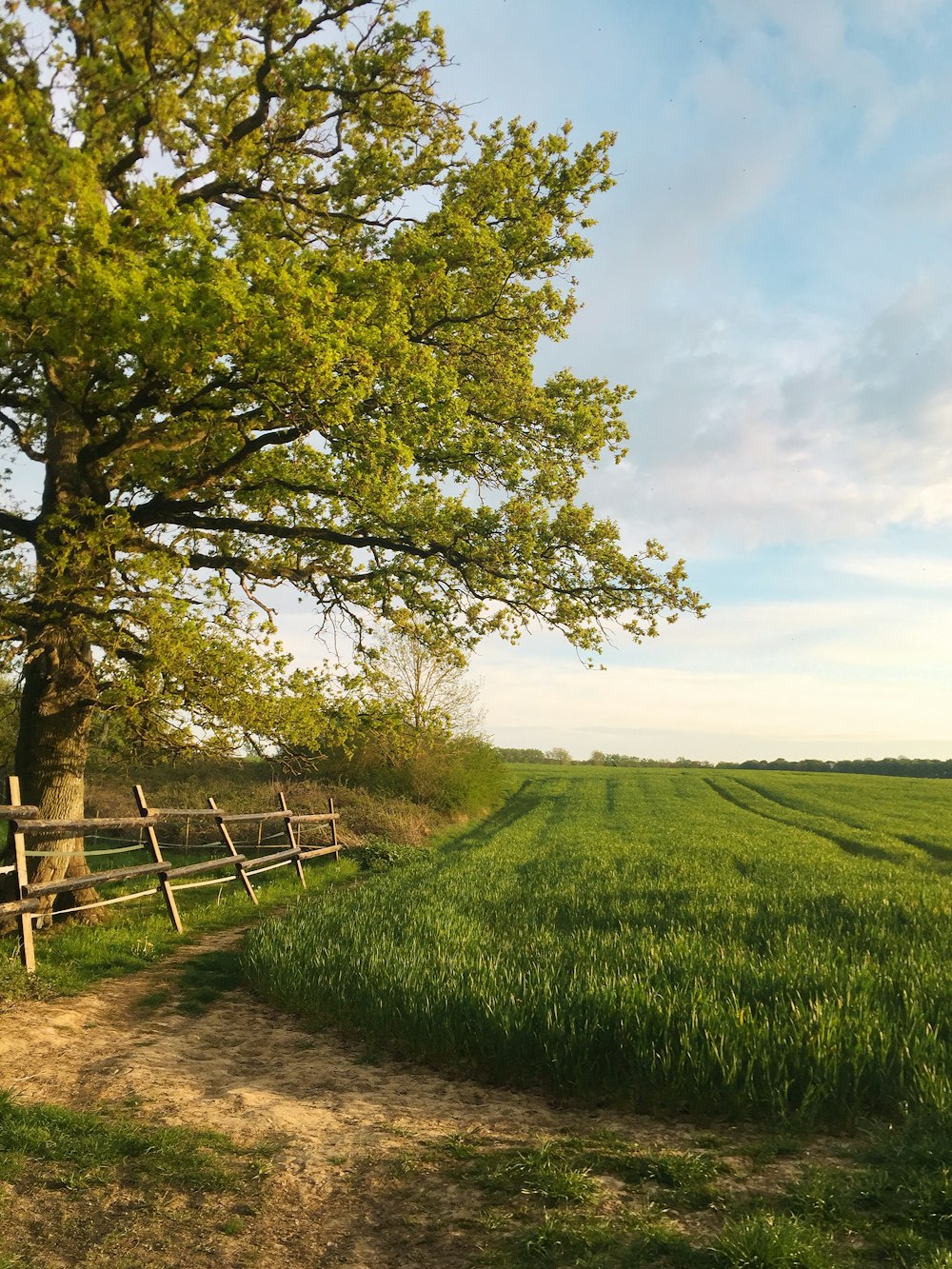 green grass field with brown wooden fence