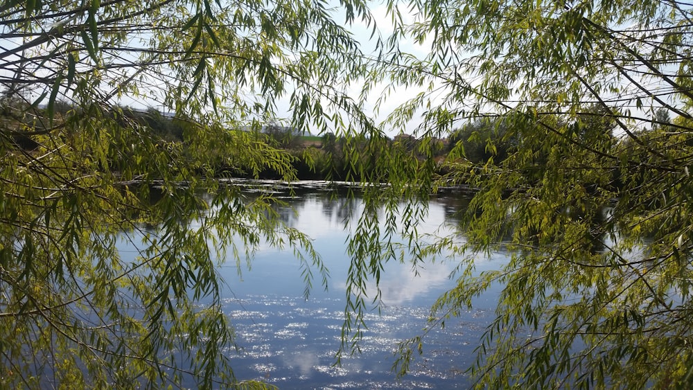 green trees beside river during daytime