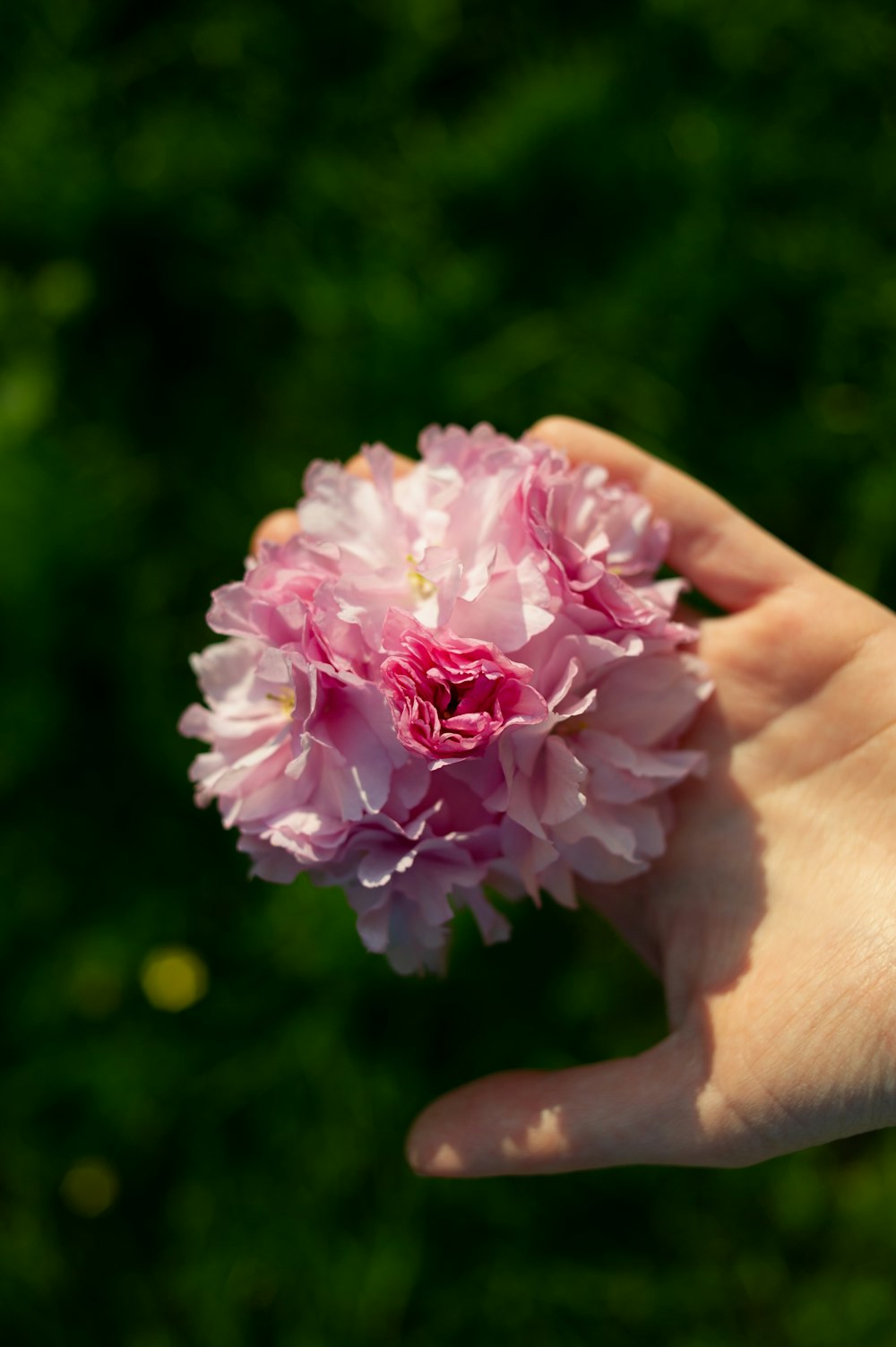 person holding pink and white flower