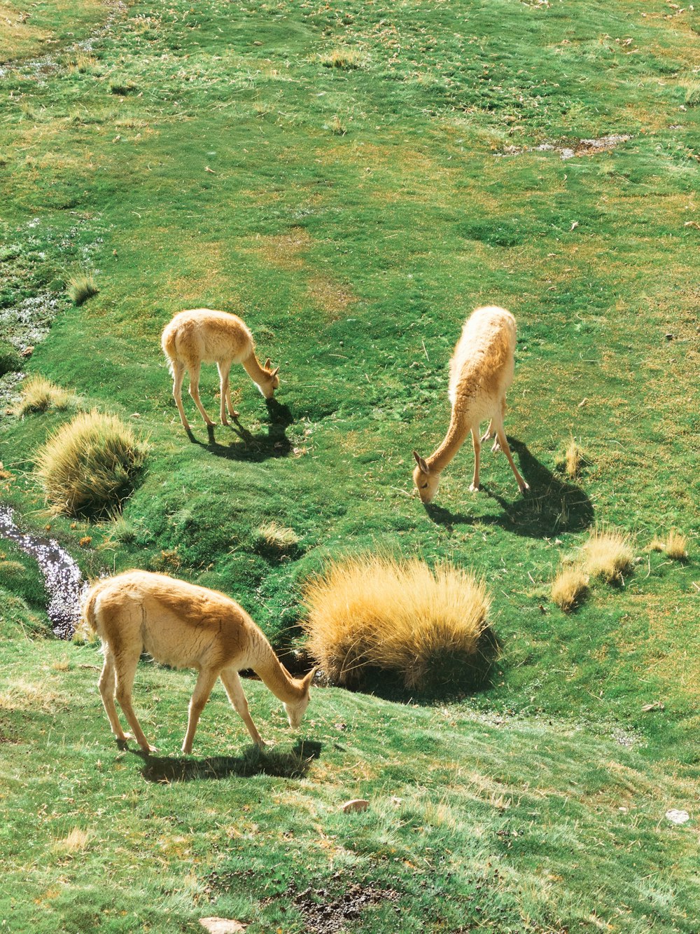 white and brown horses on green grass field during daytime