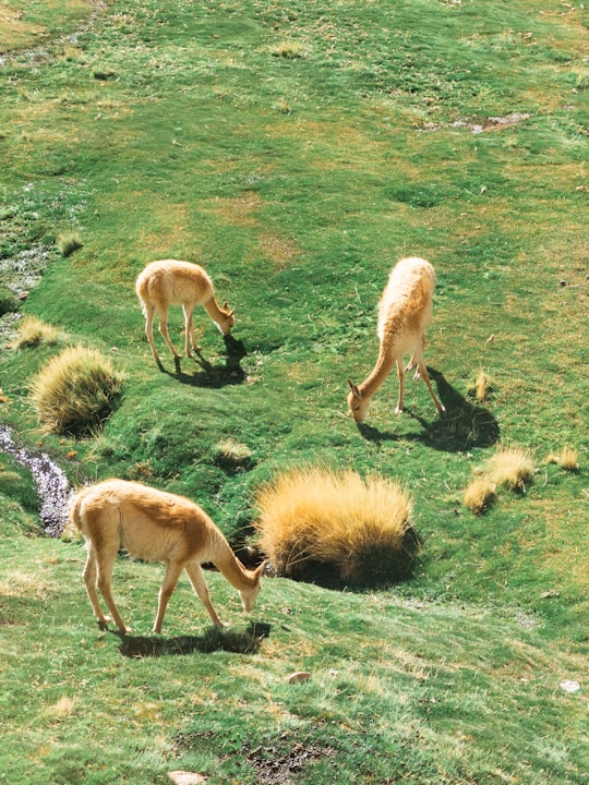 white and brown horses on green grass field during daytime in Atacama Chile