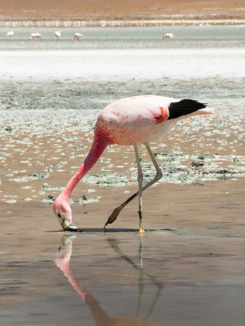 flamingo rosa no corpo de água durante o dia