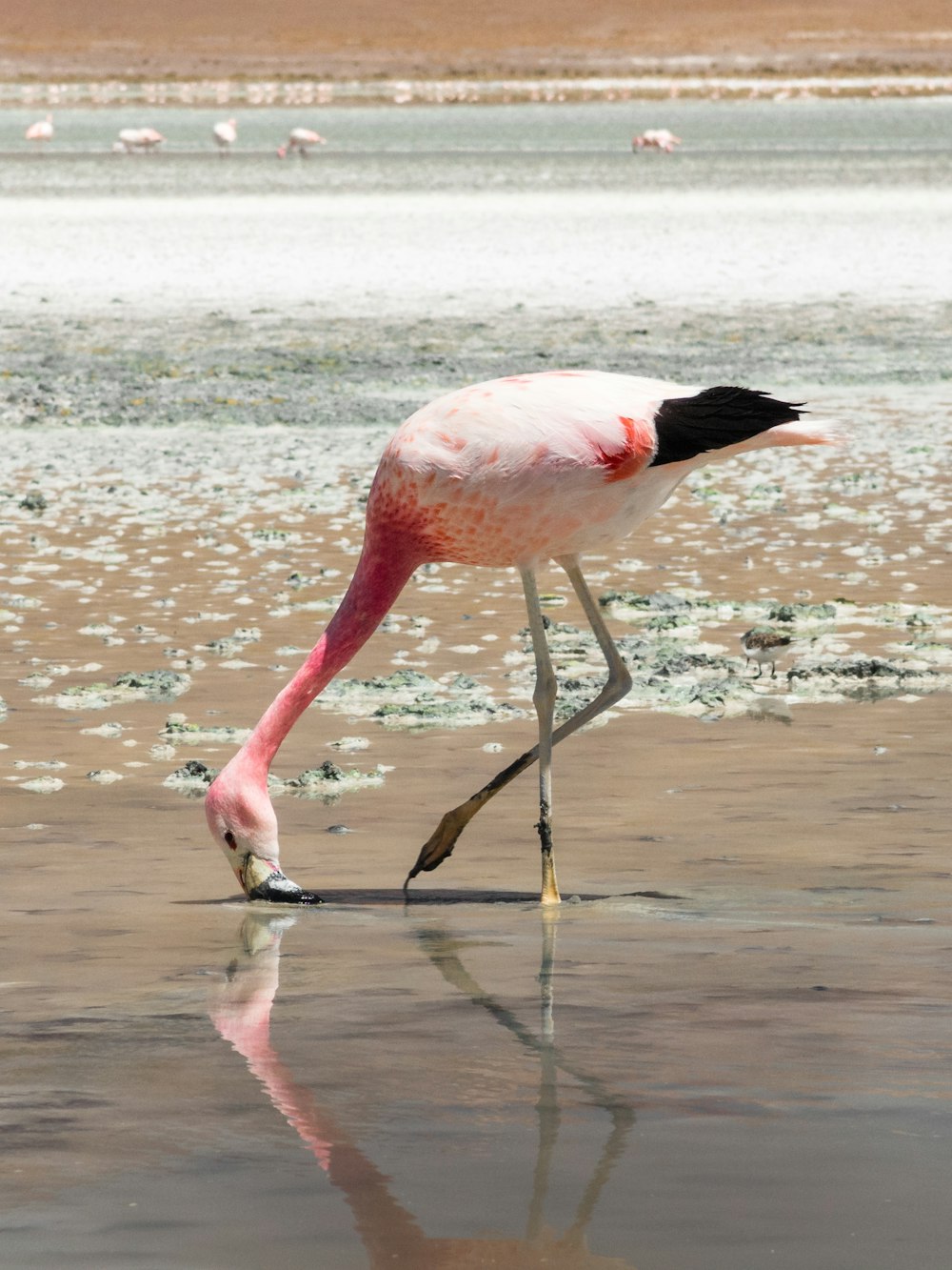 日中の水域のピンクのフラミンゴ