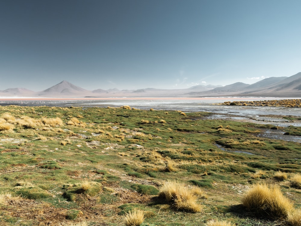 campo di erba verde vicino allo specchio d'acqua sotto il cielo blu durante il giorno