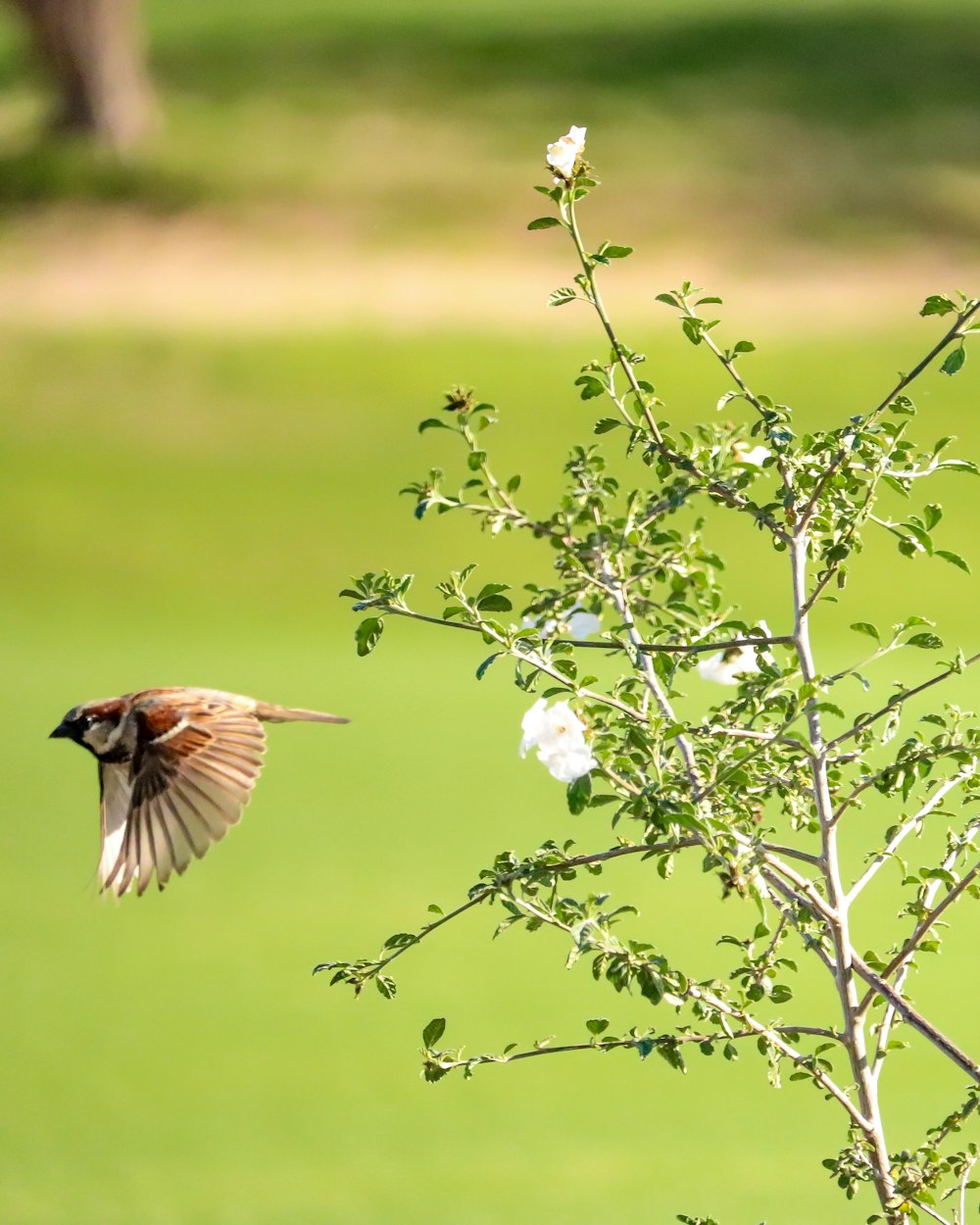 brown and black bird on white flower during daytime