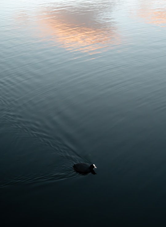 black duck on body of water during sunset in Brønshøj Denmark