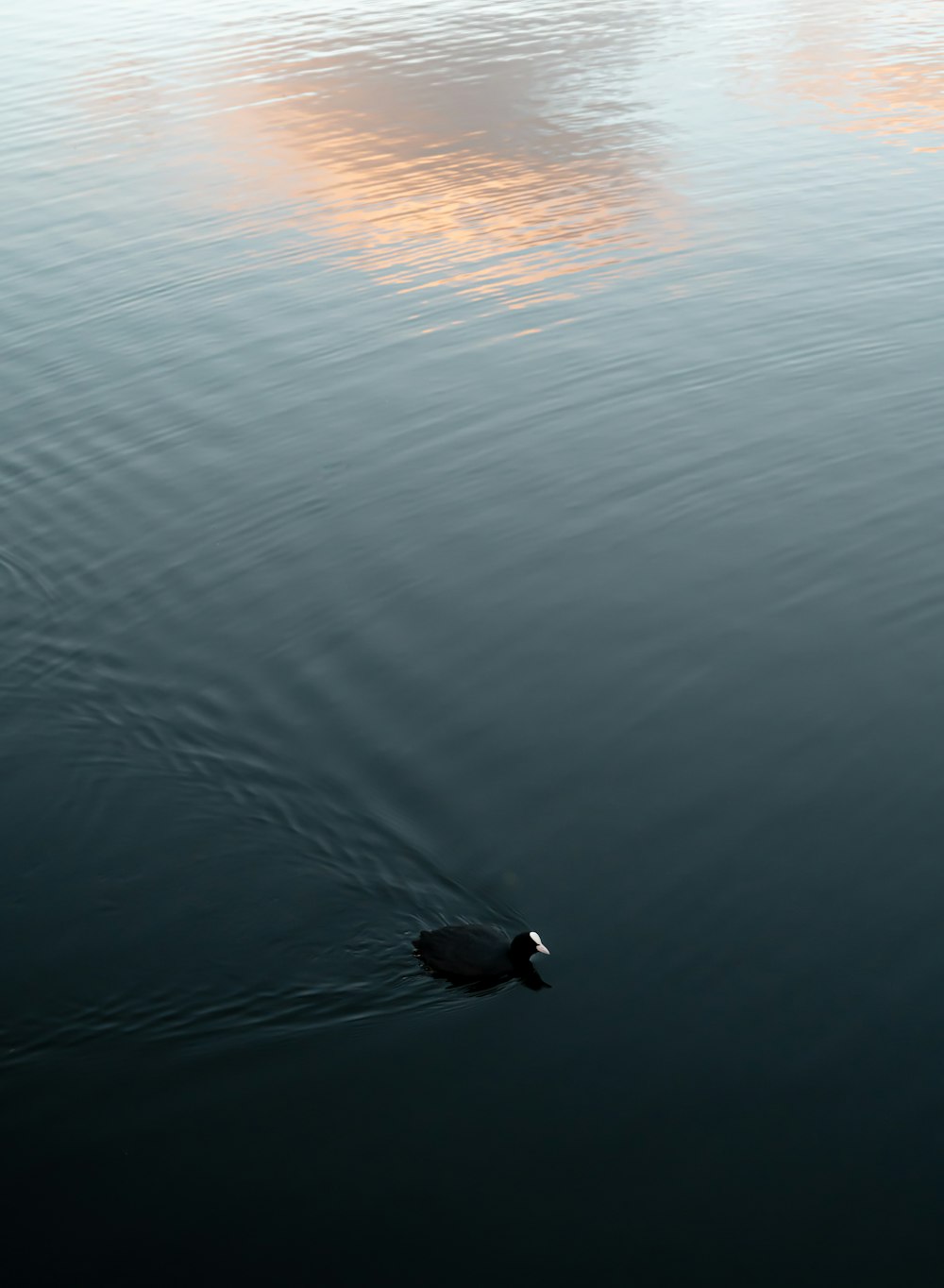 black duck on body of water during sunset