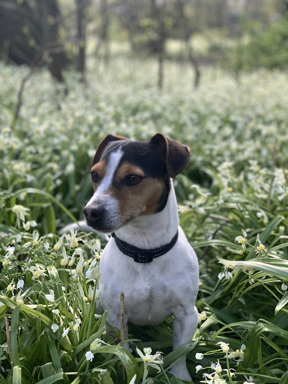 white and brown short coated dog on green grass during daytime