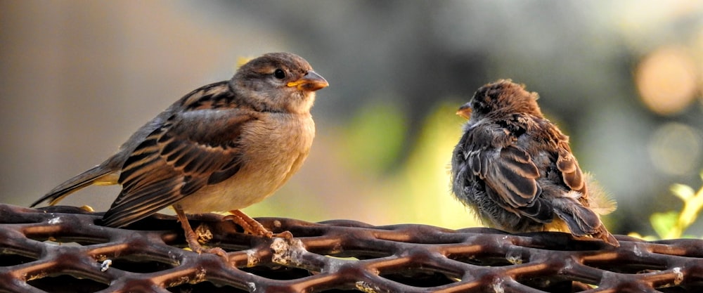 brown and black bird on brown tree branch