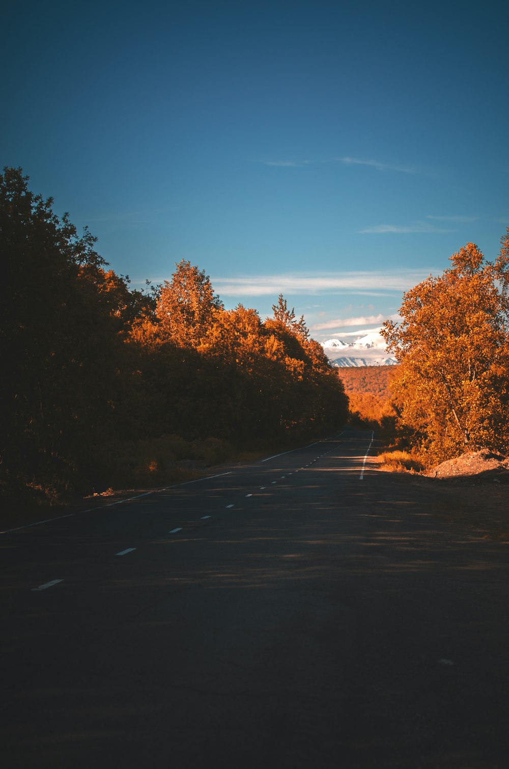 brown trees on gray asphalt road during daytime