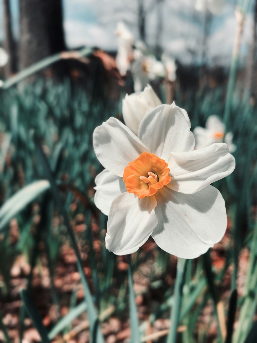 white and orange flower in tilt shift lens