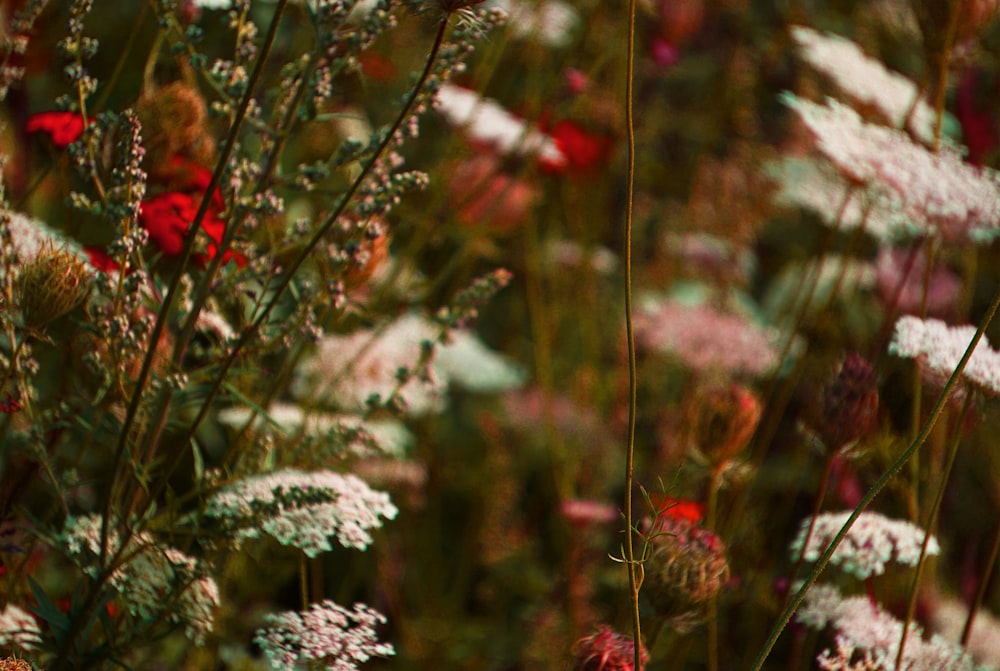 white and red flowers in tilt shift lens