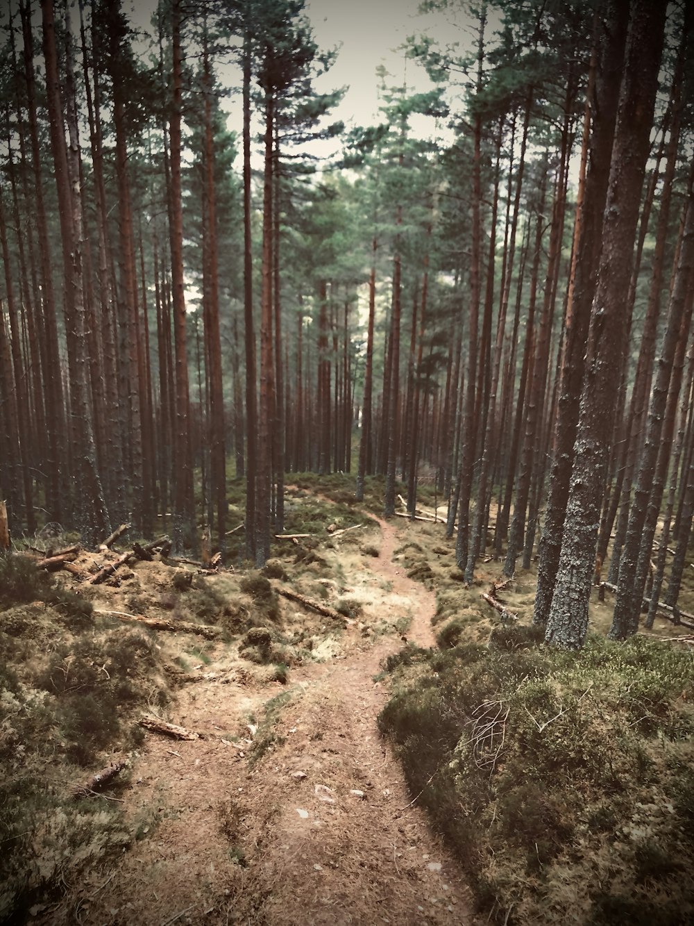 brown trees on brown soil during daytime