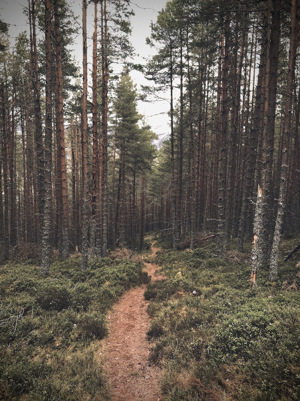 green and brown trees during daytime