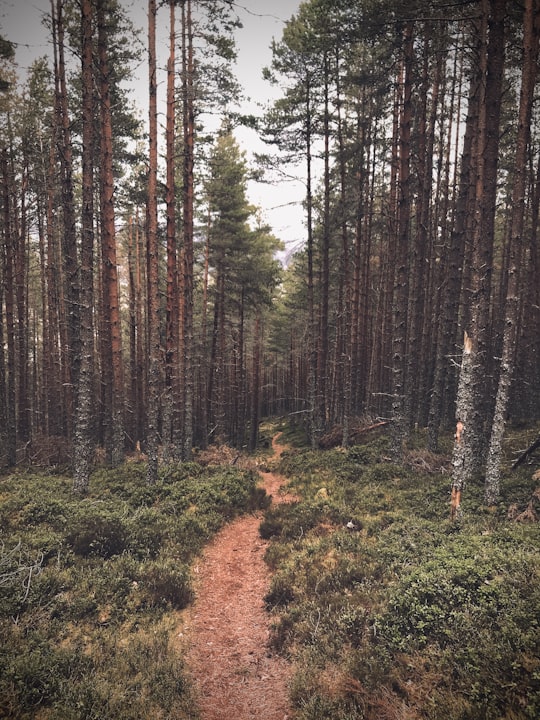 green and brown trees during daytime in Cairngorms National Park United Kingdom