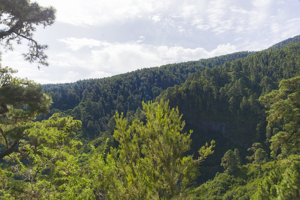 green trees under white clouds during daytime