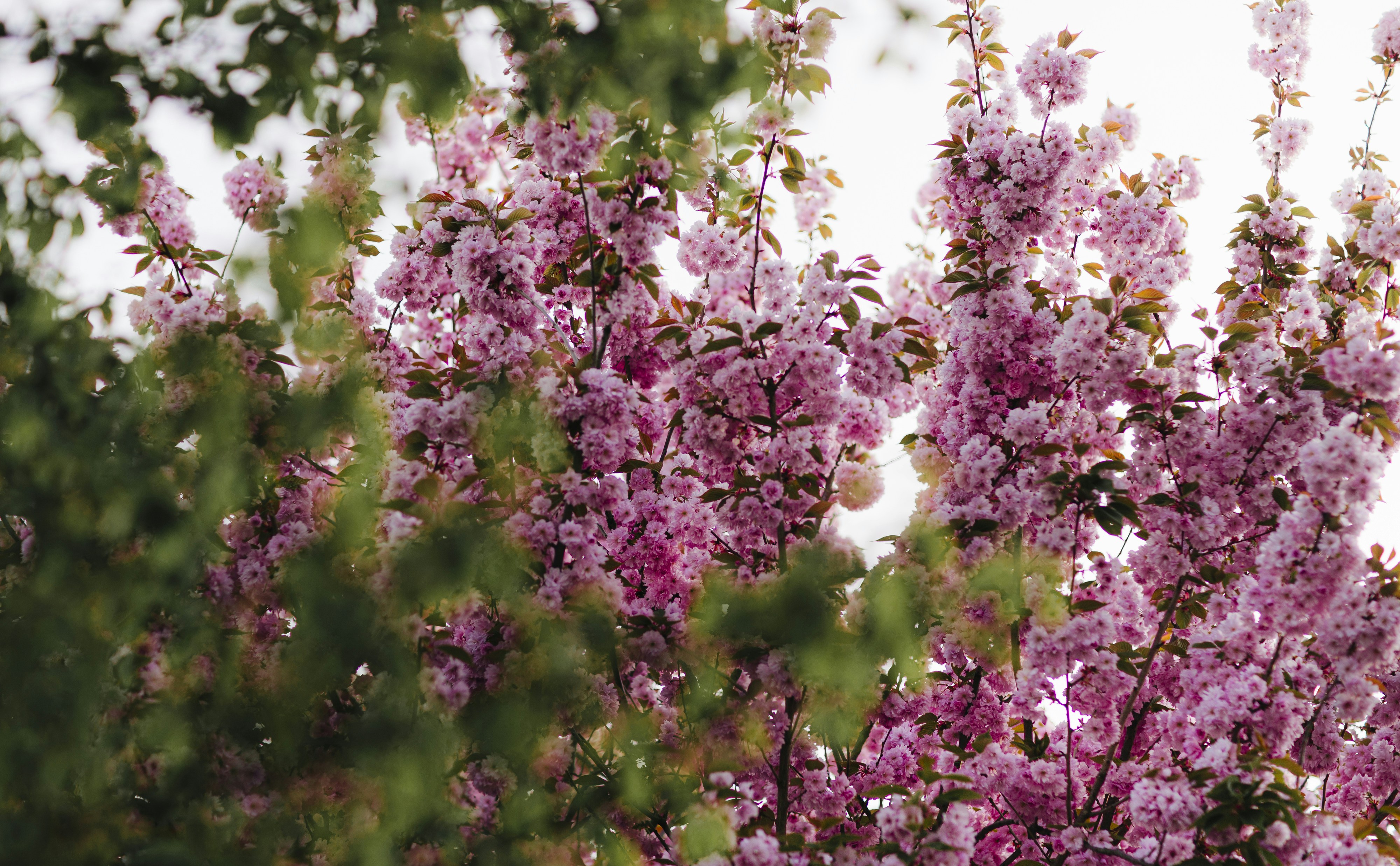 Photo by giorgiiremadze