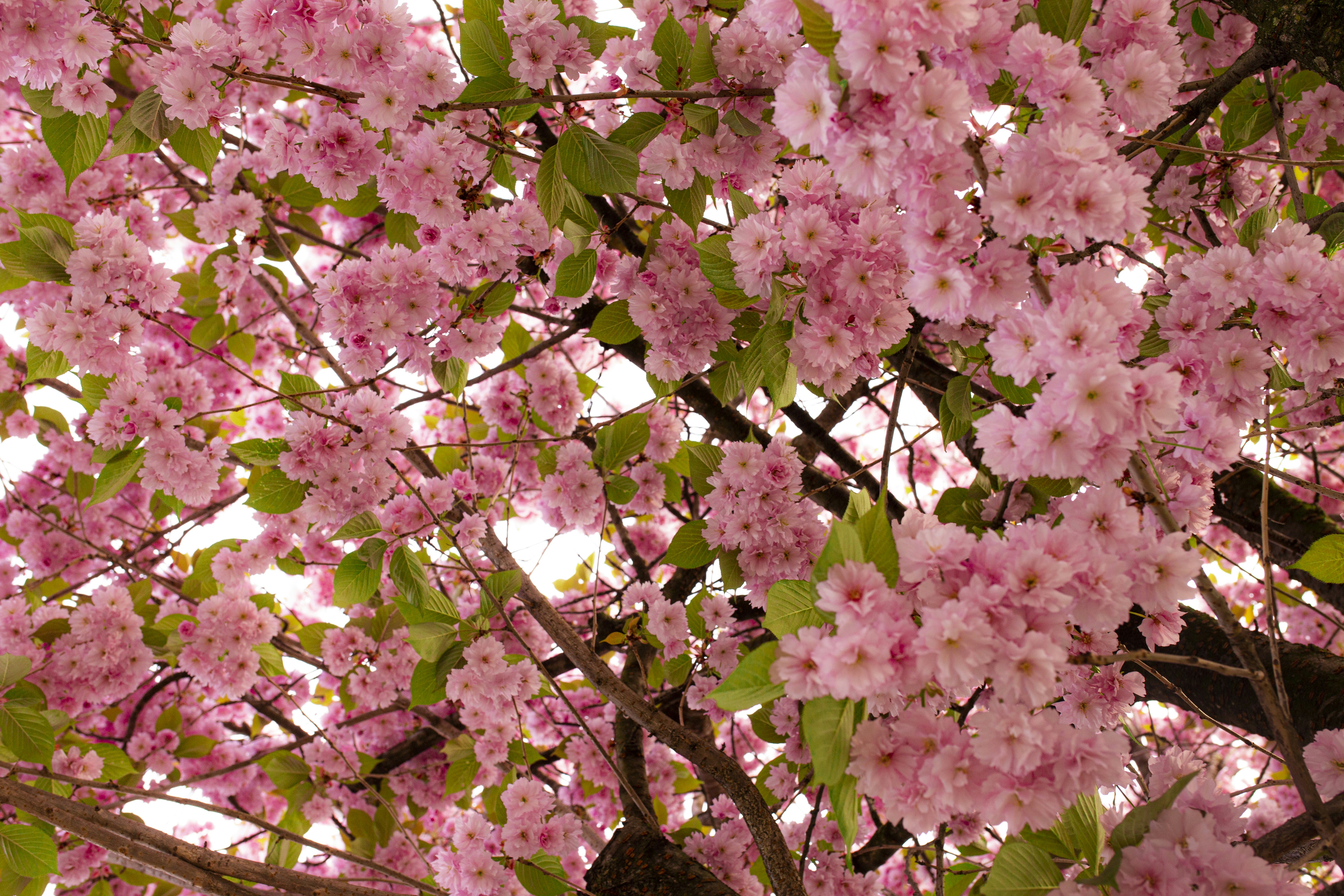 Photo by giorgiiremadze