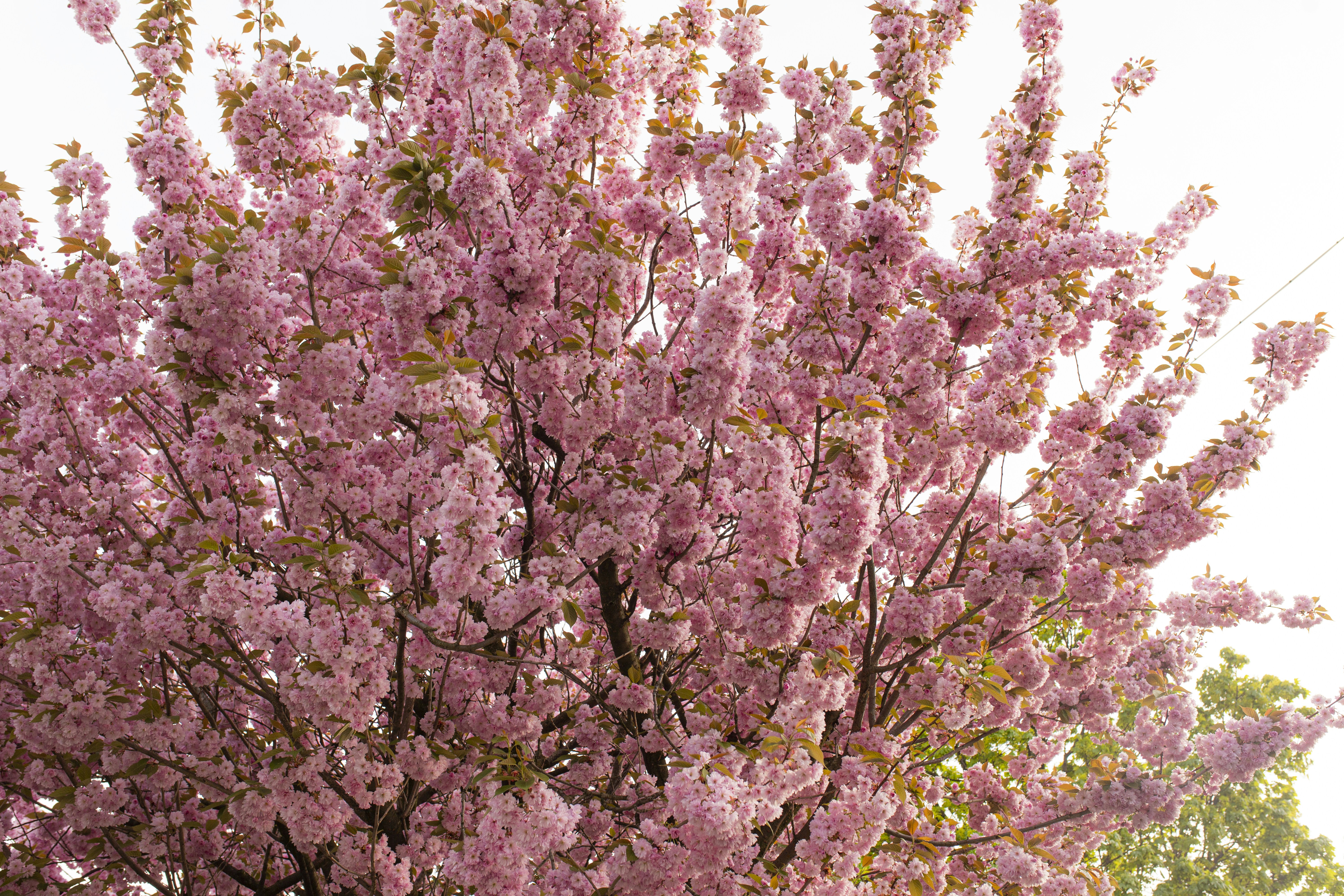 Photo by giorgiiremadze