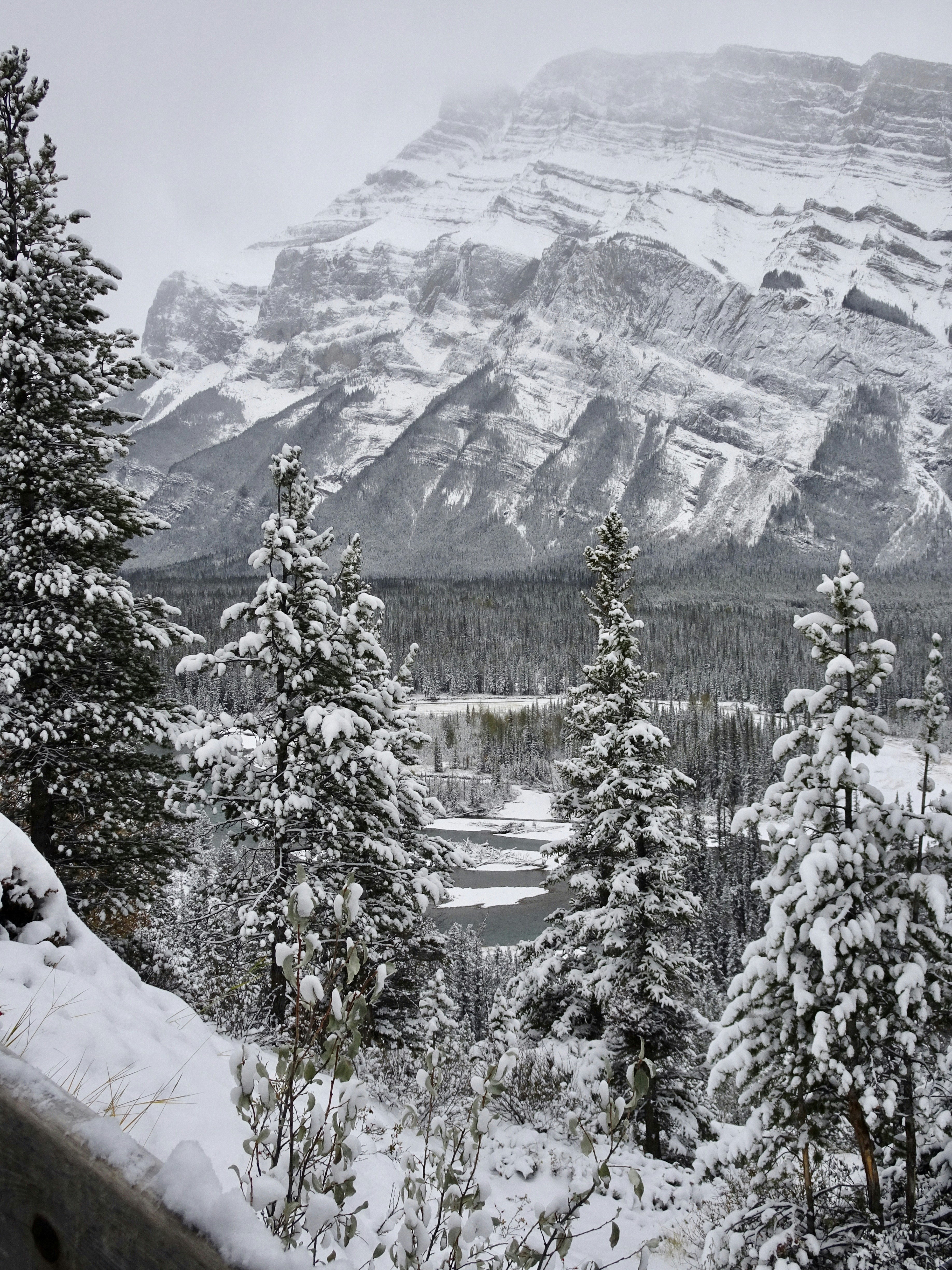 green pine trees on snow covered mountain during daytime