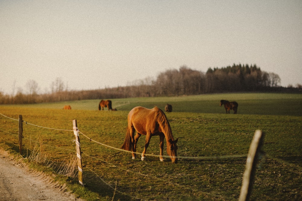 brown horse on green grass field during daytime