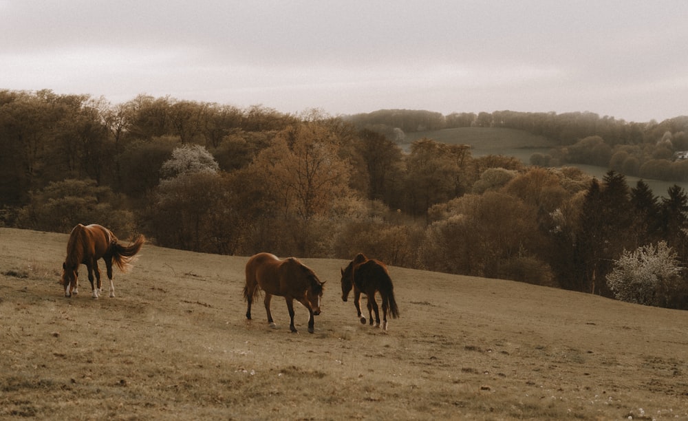 昼間の茶色の野原の茶色と黒の馬