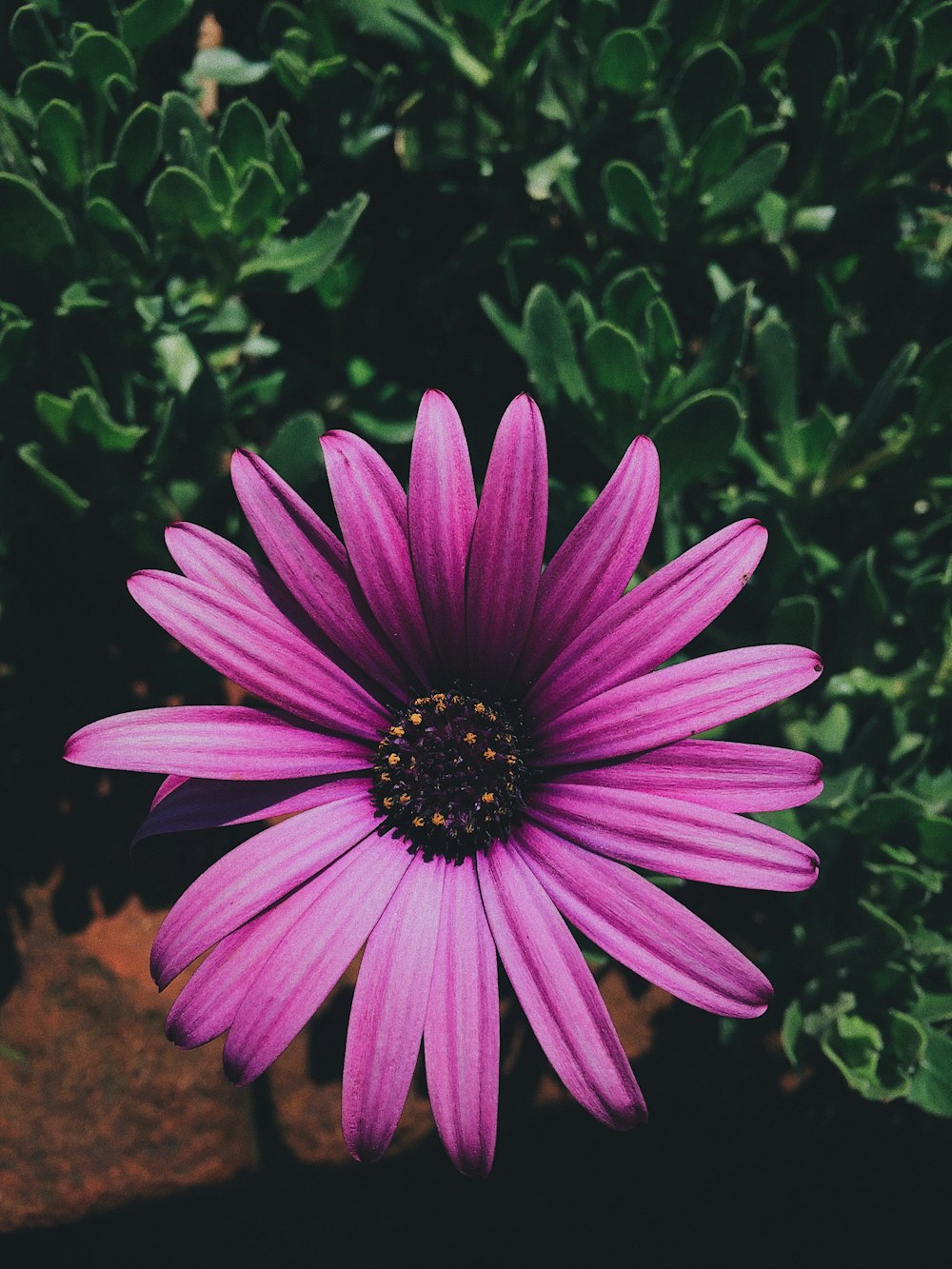 purple flower in tilt shift lens