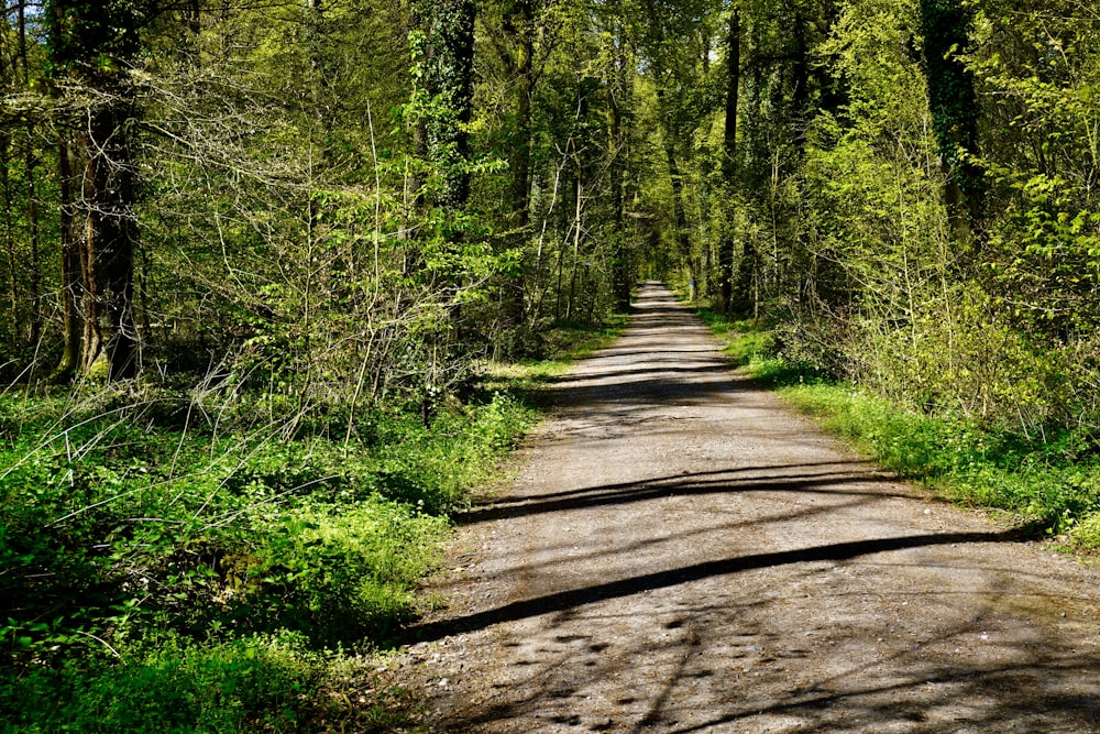 brown wooden pathway in the middle of green trees