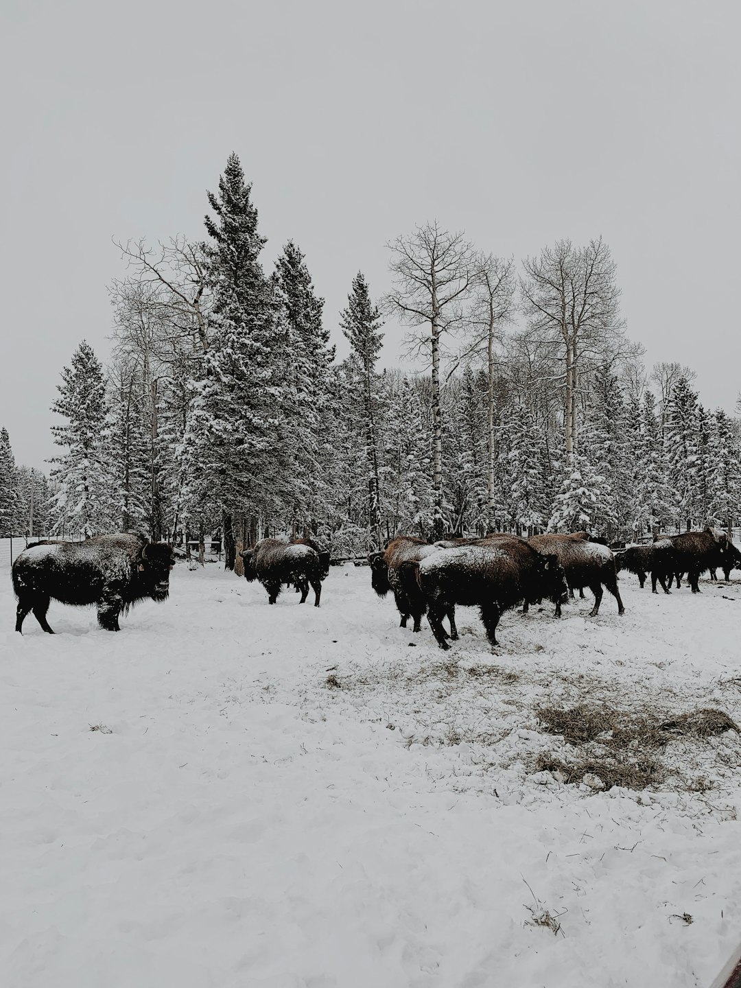 Wildlife photo spot Foothills No. 31 Cochrane