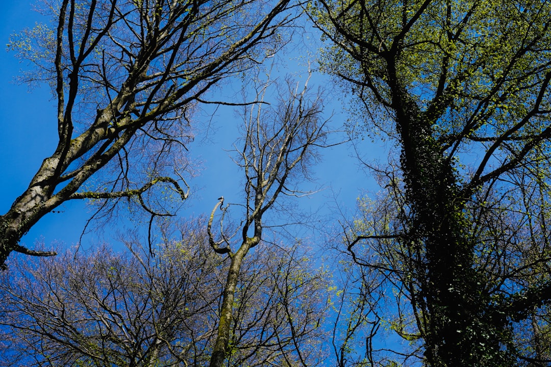 brown tree under blue sky during daytime