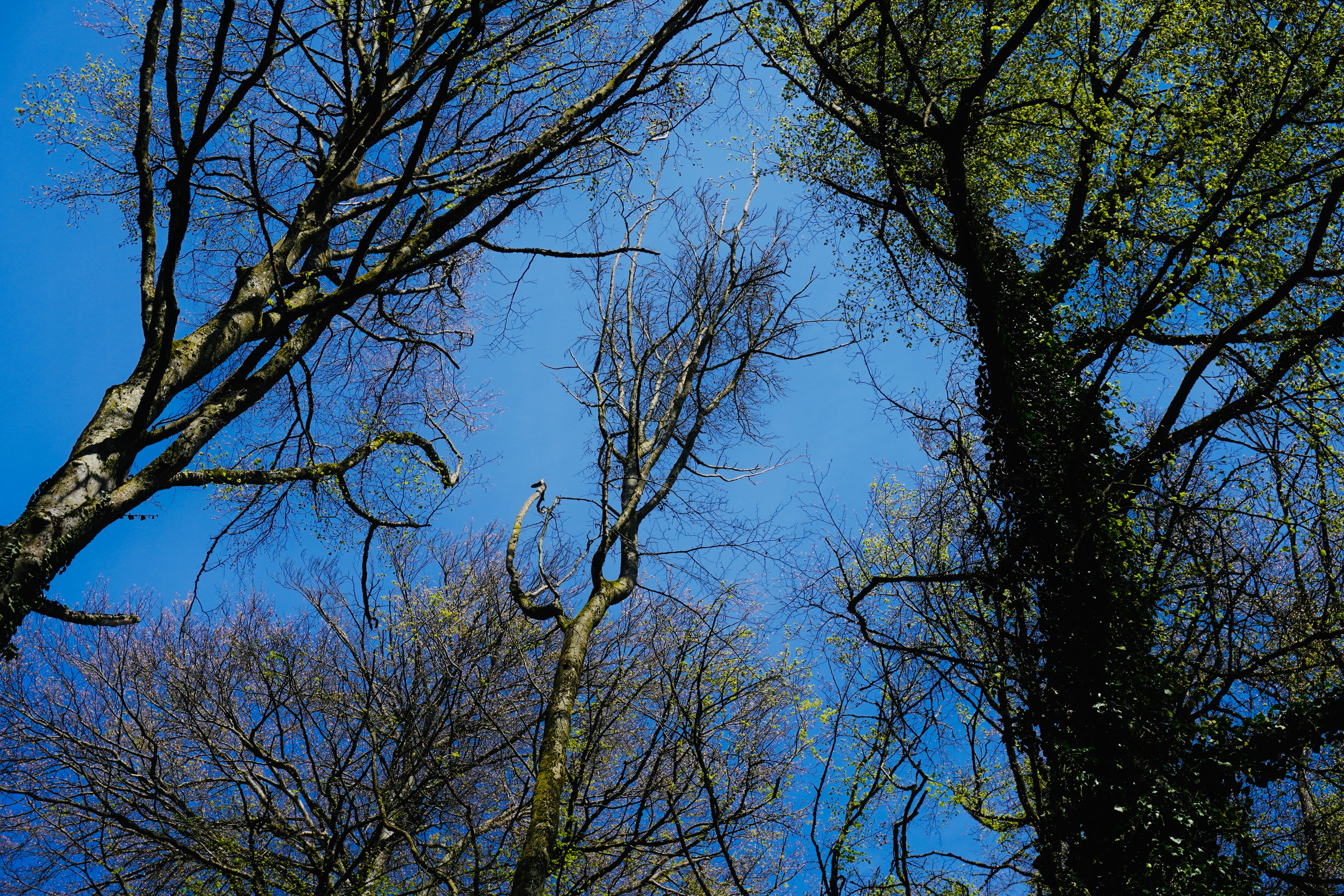 brown tree under blue sky during daytime