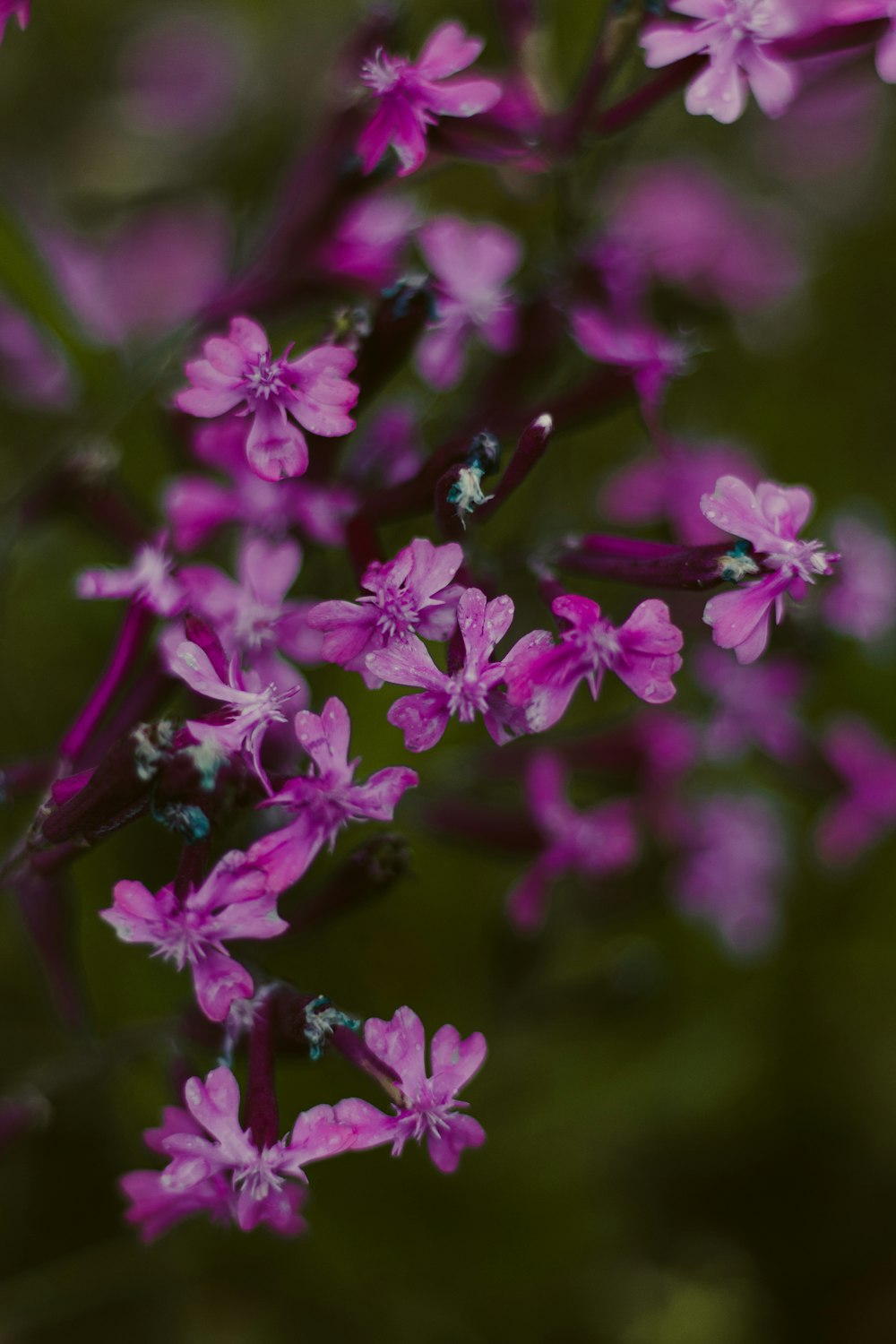 purple flowers in tilt shift lens