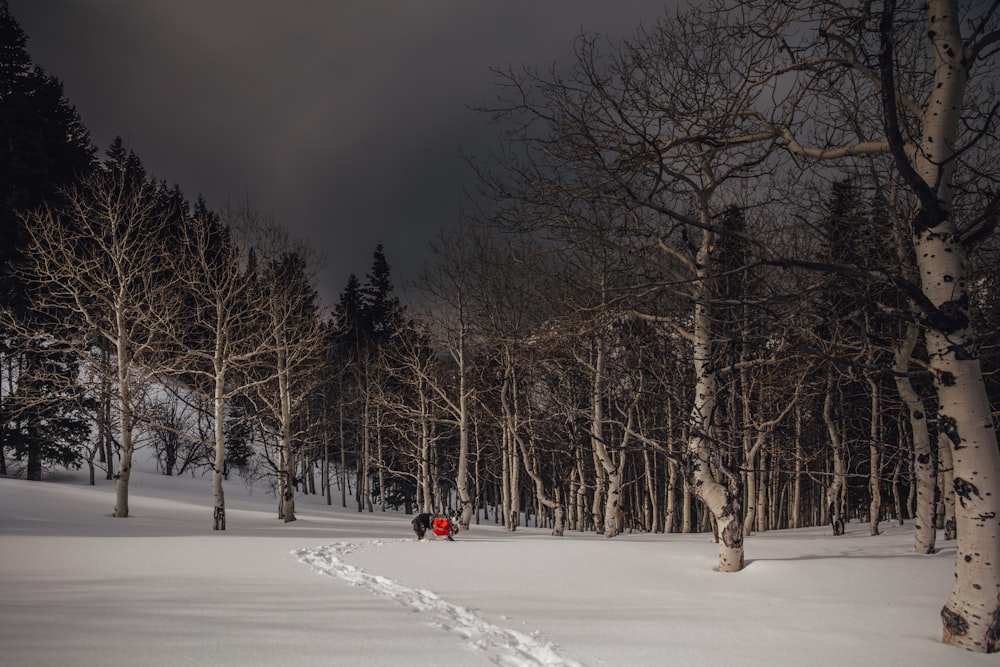 person in red jacket riding on red snow board on snow covered ground during night time