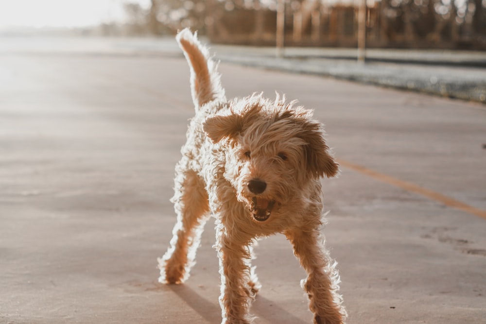 brown long coated small dog on white sand during daytime