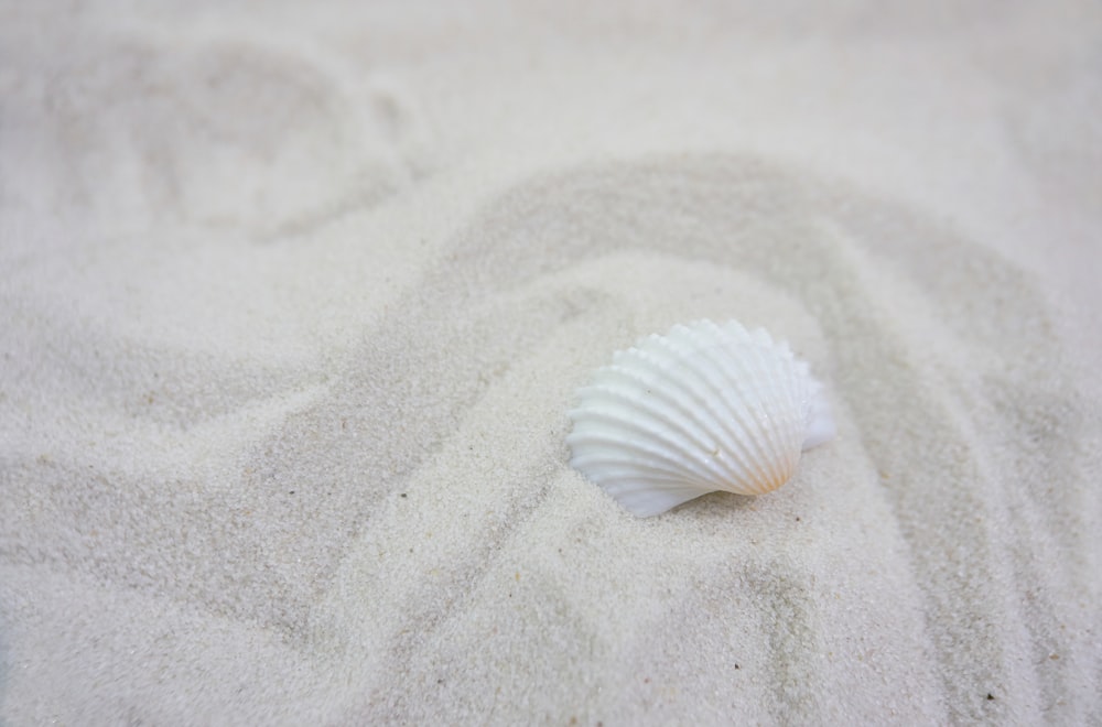 conchiglia bianca su sabbia bianca