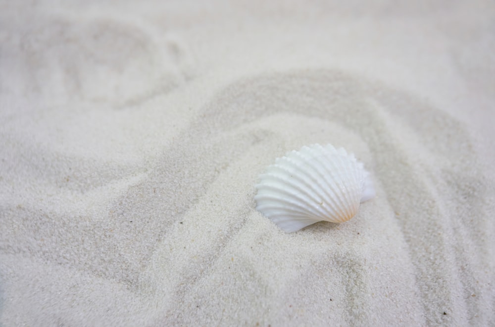 white seashell on white sand