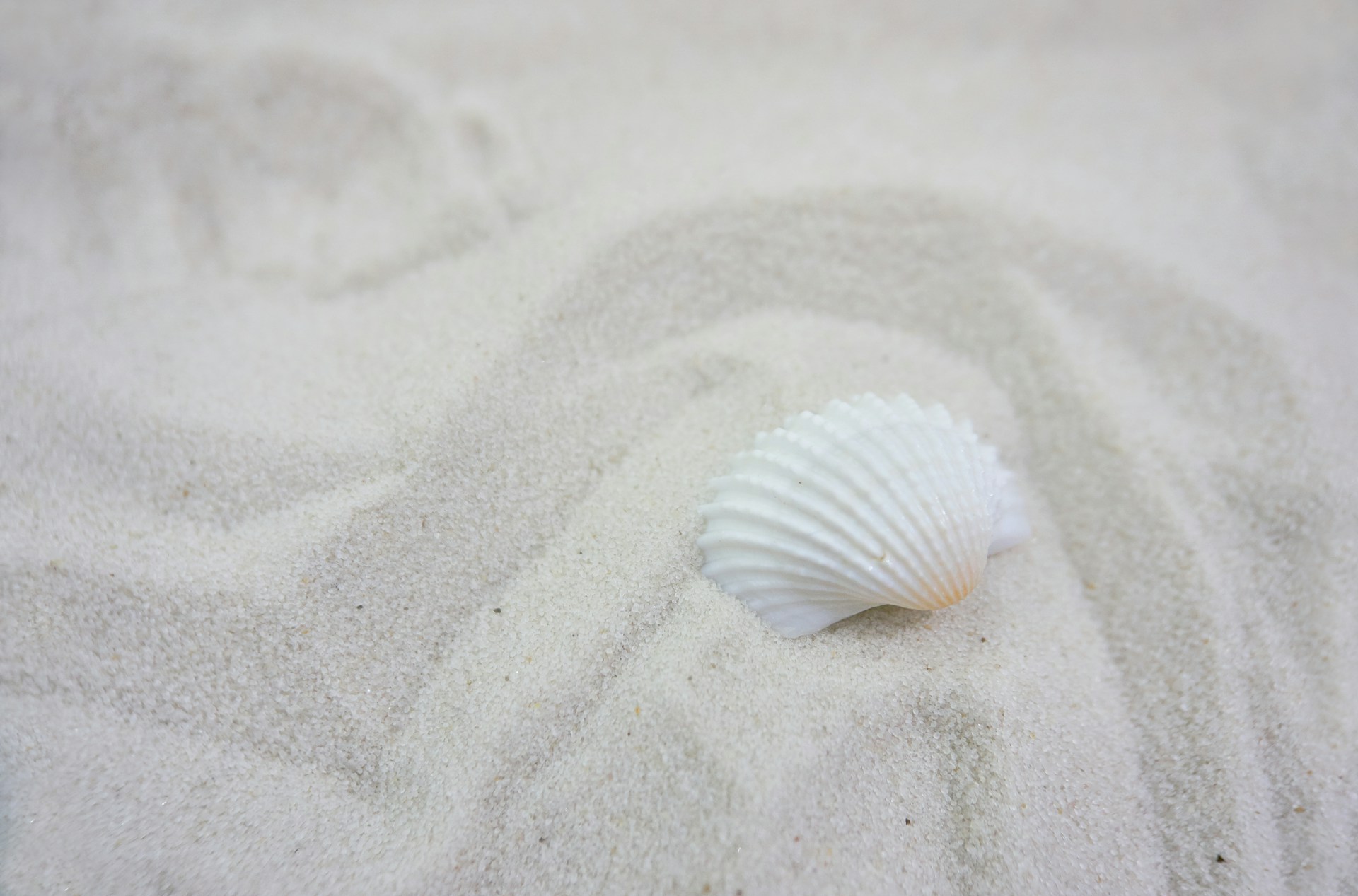 white seashell on white sand
