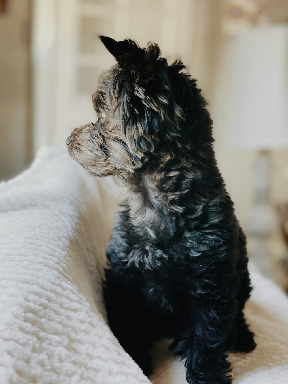 black and brown long coated small sized dog lying on white textile