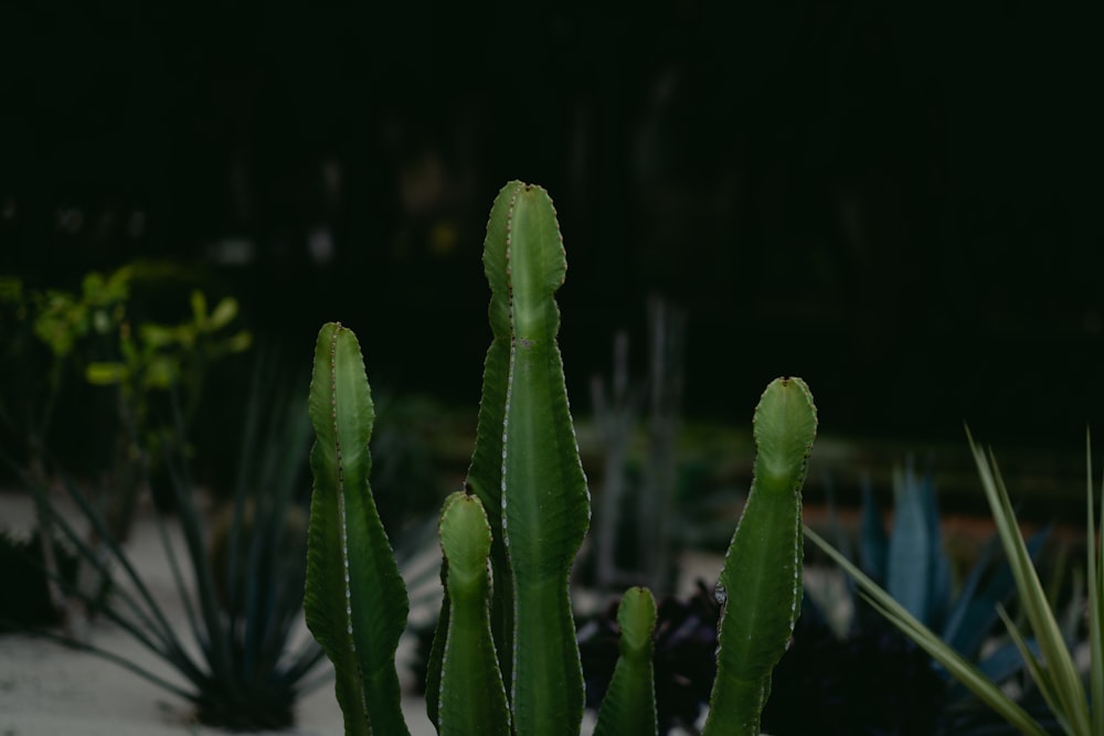 green cactus plant in close up photography