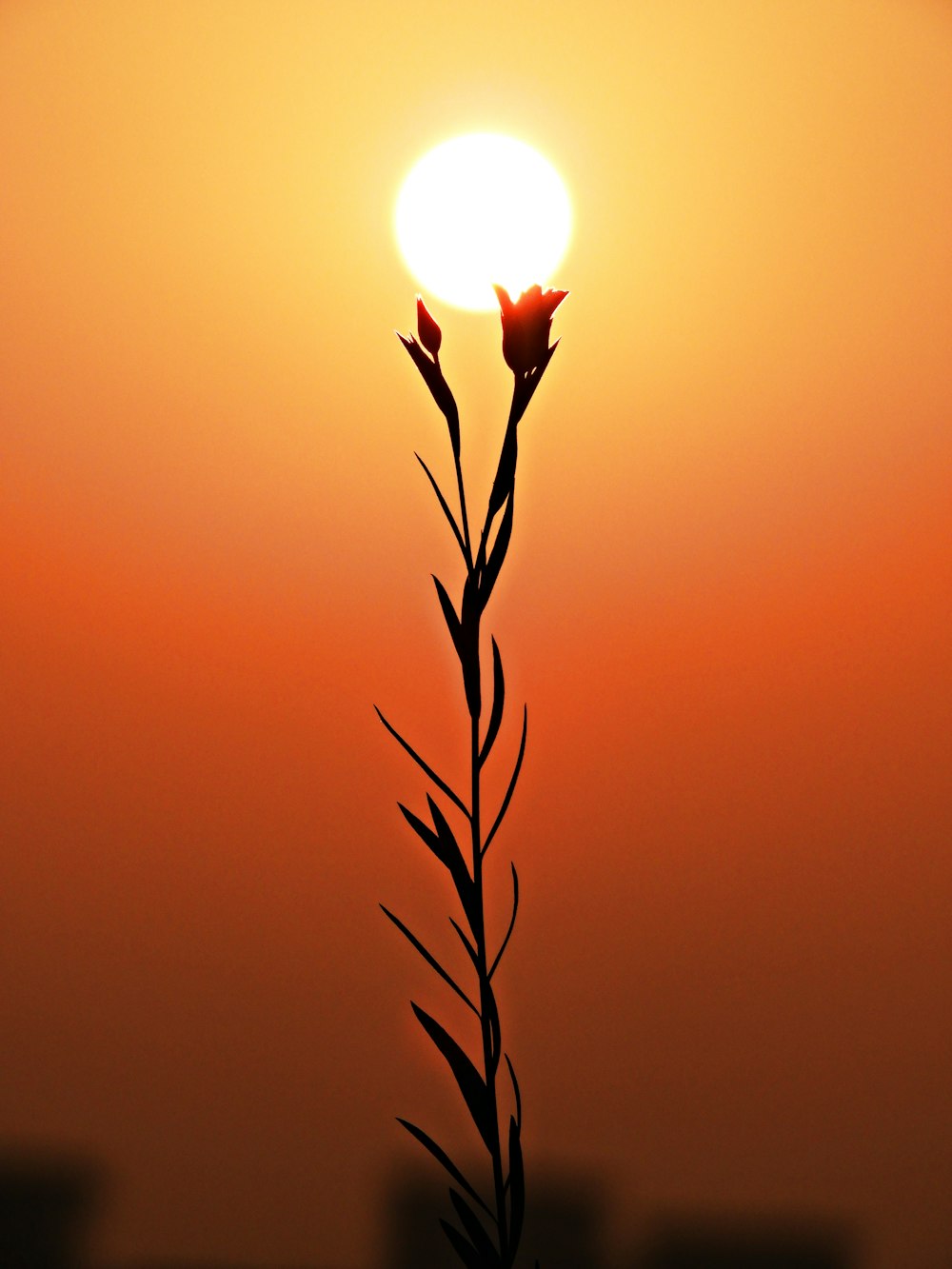 sun behind red and black clouds