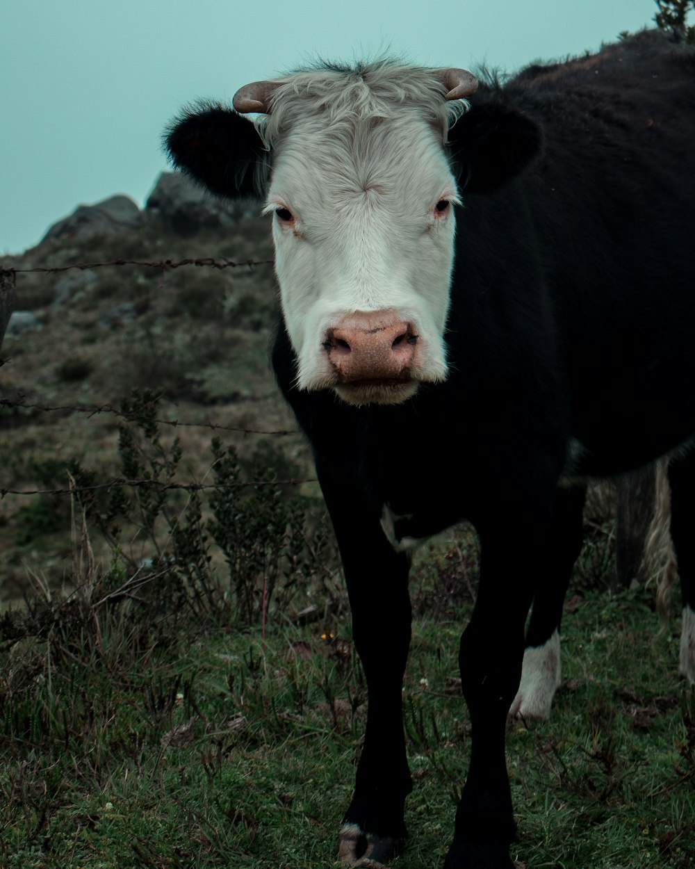 white and black cow on green grass field during daytime