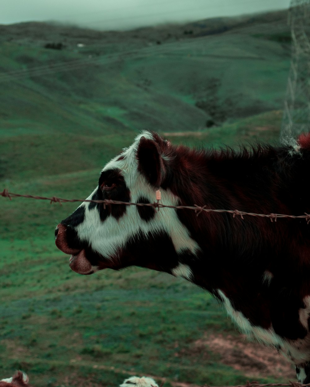 white and brown cow on green grass field during daytime