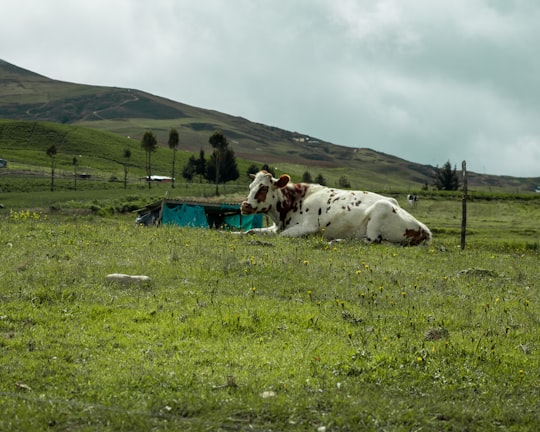 white and brown cow on green grass field during daytime in Páramo Colombia