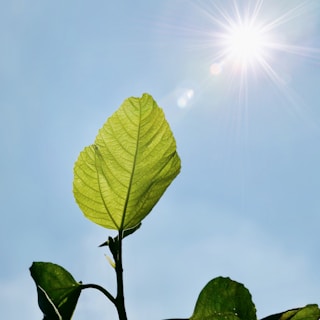 green leaf under blue sky during daytime