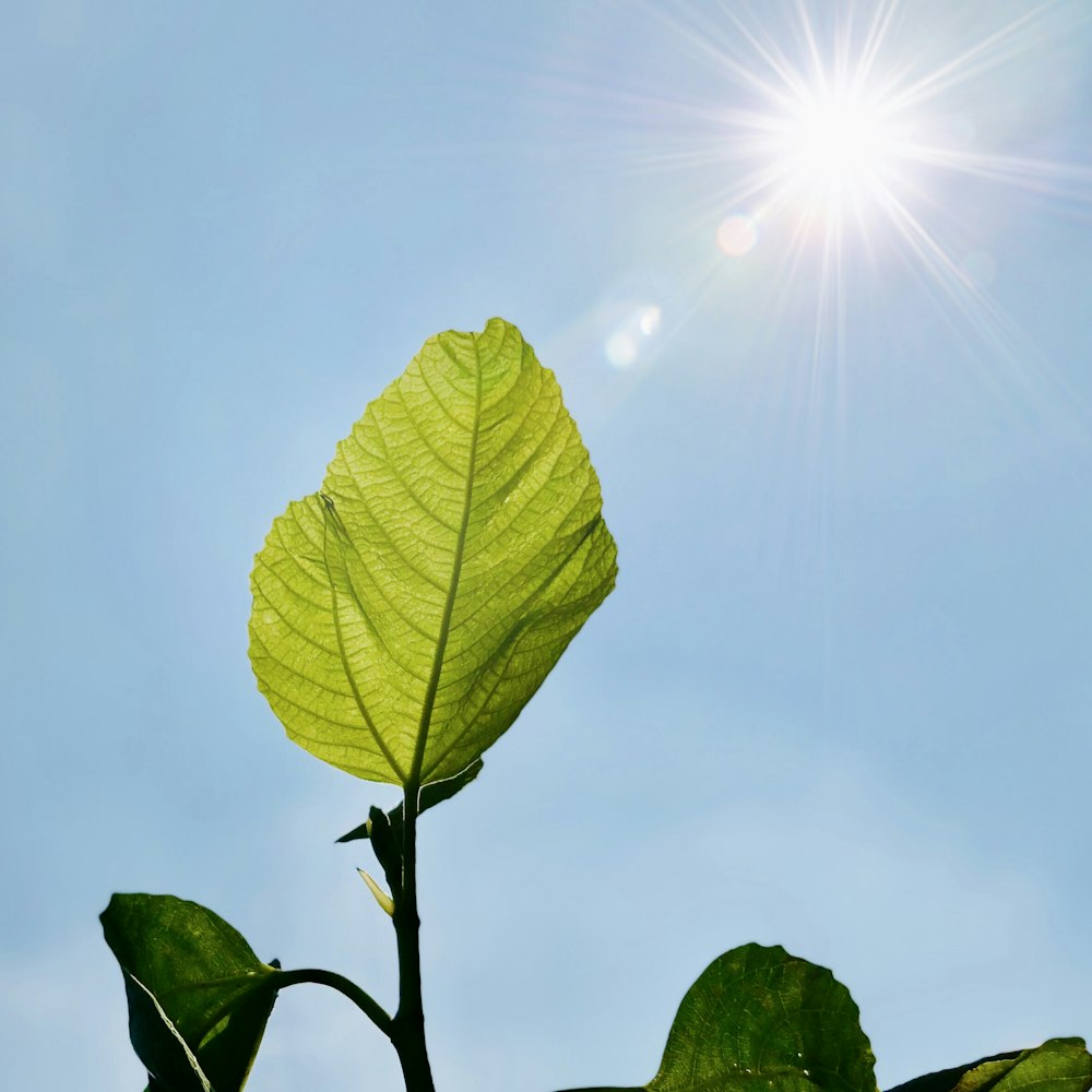 green leaf under blue sky during daytime