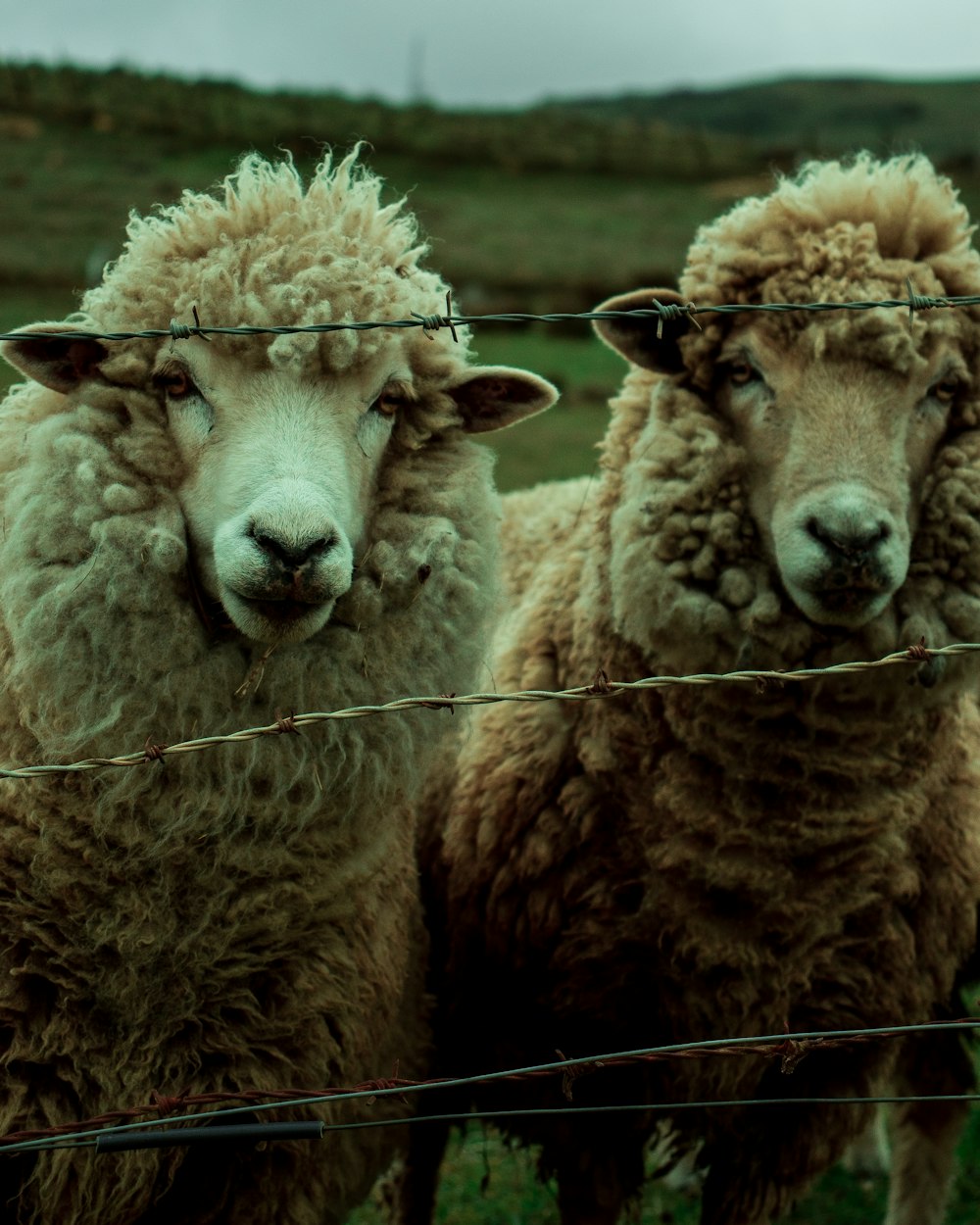 grayscale photo of sheep on field